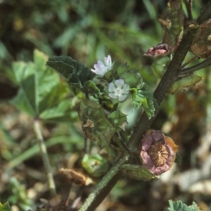 Malva parviflora at undefined - 26 Oct 1997
