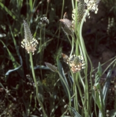 Plantago lanceolata (Ribwort Plantain, Lamb's Tongues) at Toothdale, NSW - 26 Oct 1997 by BettyDonWood