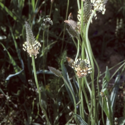 Plantago lanceolata (Ribwort Plantain, Lamb's Tongues) at Toothdale, NSW - 26 Oct 1997 by BettyDonWood
