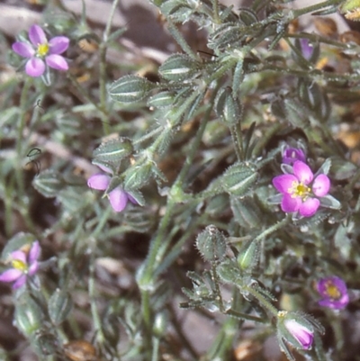 Spergularia rubra (Sandspurrey) at Toothdale, NSW - 25 Oct 1997 by BettyDonWood