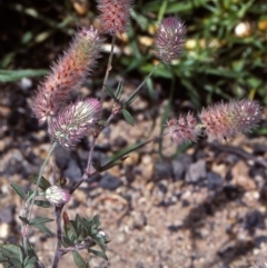 Trifolium arvense (Haresfoot Clover) at Toothdale, NSW - 26 Oct 1997 by BettyDonWood