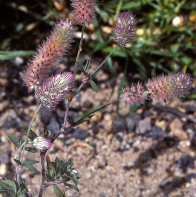 Trifolium arvense (Haresfoot Clover) at Toothdale, NSW - 25 Oct 1997 by BettyDonWood