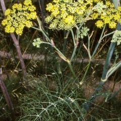 Foeniculum vulgare (Fennel) at Wolumla, NSW - 7 Jan 1997 by BettyDonWood