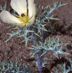 Argemone ochroleuca subsp. ochroleuca (Mexican Poppy, Prickly Poppy) at Undefined - 25 Oct 1997 by BettyDonWood