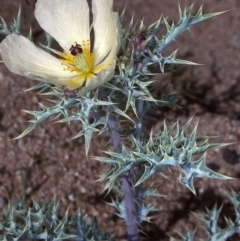 Argemone ochroleuca subsp. ochroleuca (Mexican Poppy, Prickly Poppy) at Undefined - 26 Oct 1997 by BettyDonWood