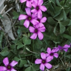 Oxalis articulata (Shamrock) at Tantawangalo, NSW - 25 Oct 1997 by BettyDonWood