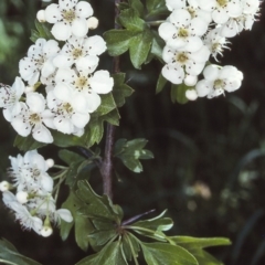 Crataegus monogyna (Hawthorn) at Candelo, NSW - 25 Oct 1997 by BettyDonWood