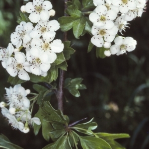 Crataegus monogyna at Candelo, NSW - 26 Oct 1997