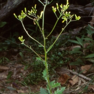 Senecio biserratus at Bournda National Park - 7 Dec 1998 12:00 AM