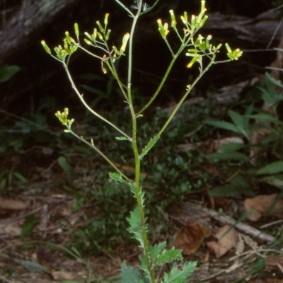 Senecio biserratus (Jagged Fireweed) at Bournda Environment Education Centre - 6 Dec 1998 by BettyDonWood