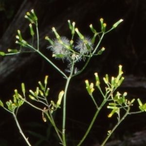 Senecio biserratus at Bournda National Park - 7 Dec 1998 12:00 AM