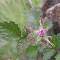 Rubus parvifolius (Native Raspberry) at Bullen Range - 1 Nov 2018 by michaelb