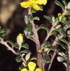 Hibbertia hermanniifolia subsp. recondita (Outcrop Guinea-flower) at Mount Darragh, NSW - 22 Oct 1997 by BettyDonWood