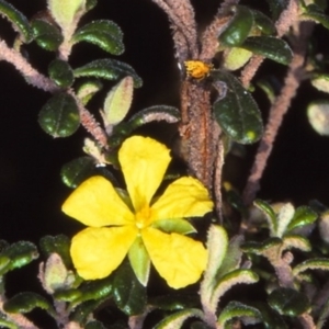 Hibbertia hermanniifolia subsp. recondita at suppressed - suppressed