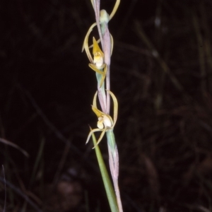 Lyperanthus suaveolens at undefined - 16 Oct 1997
