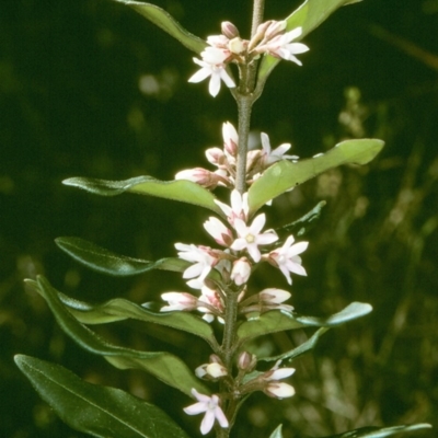 Marsdenia suaveolens (Scented Marsdenia) at Tura Beach, NSW - 15 Oct 1997 by BettyDonWood