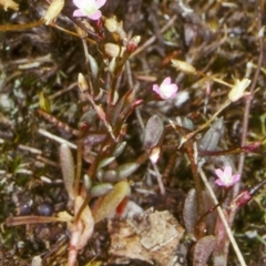 Calandrinia calyptrata (Pink Purslane) at South Wolumla, NSW - 27 Nov 1997 by BettyDonWood