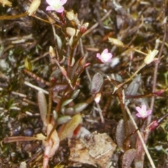 Calandrinia calyptrata (Pink Purslane) at South Wolumla, NSW - 26 Nov 1997 by BettyDonWood