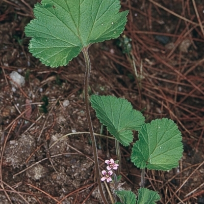 Pelargonium inodorum (Kopata) at South Wolumla, NSW - 26 Nov 1997 by BettyDonWood