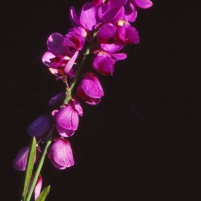 Polygala virgata (Broom Milkwort) at Merimbula, NSW - 4 Apr 1999 by BettyDonWood