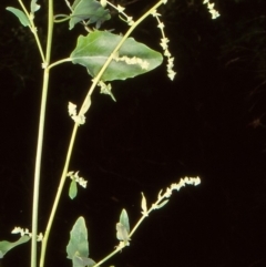 Chenopodium album (Fat Hen) at Merimbula, NSW - 3 Apr 1999 by BettyDonWood