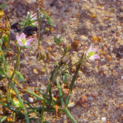 Spergularia marina (Lesser Sea-spurrey) at Merimbula, NSW - 8 Apr 1999 by BettyDonWood