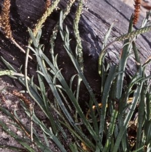 Plantago coronopus subsp. commutata at undefined - 25 May 1999