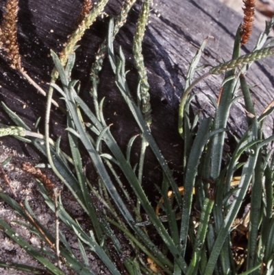 Plantago coronopus subsp. commutata at Undefined - 25 May 1999 by BettyDonWood