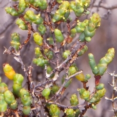 Tecticornia arbuscula (Shrubby Samphire) at Merimbula, NSW - 10 Oct 1999 by BettyDonWood