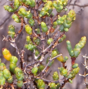 Tecticornia arbuscula at undefined - 10 Oct 1999 12:00 AM