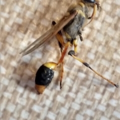 Sceliphron laetum (Common mud dauber wasp) at Greenleigh, NSW - 23 Dec 2018 by LyndalT