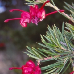 Grevillea rosmarinifolia subsp. rosmarinifolia (Rosemary Grevillea) at Bombala, NSW - 28 Aug 2000 by BettyDonWood