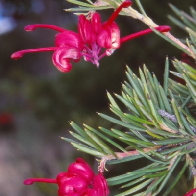 Grevillea rosmarinifolia subsp. rosmarinifolia (Rosemary Grevillea) at Bombala, NSW - 29 Aug 2000 by BettyDonWood