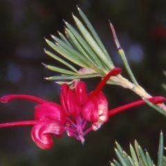 Grevillea rosmarinifolia subsp. rosmarinifolia at Bombala, NSW - 29 Aug 2000