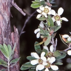 Gaudium trinervium (Paperbark Teatree) at Yurammie State Forest - 8 Nov 1997 by BettyDonWood