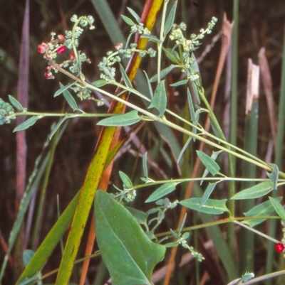 Einadia nutans subsp. nutans (Climbing Saltbush) at Merimbula, NSW - 7 Jan 1998 by BettyDonWood