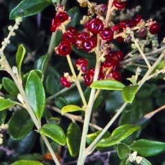 Rhagodia candolleana subsp. candolleana (Seaberry Saltbush) at Pambula - 6 Jan 1998 by BettyDonWood