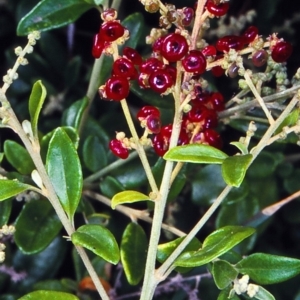 Rhagodia candolleana subsp. candolleana at Pambula - 7 Jan 1998