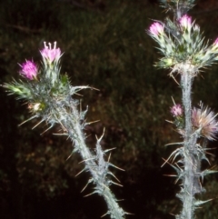Carduus tenuiflorus (Winged Slender Thistle) at Cathcart, NSW - 26 Nov 1997 by BettyDonWood