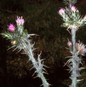 Carduus tenuiflorus at Cathcart, NSW - 26 Nov 1997