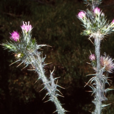 Carduus tenuiflorus (Winged Slender Thistle) at Cathcart, NSW - 26 Nov 1997 by BettyDonWood