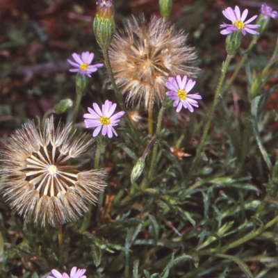 Vittadinia muelleri (Narrow-leafed New Holland Daisy) at Cathcart, NSW - 25 Nov 1997 by BettyDonWood