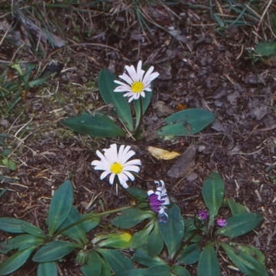 Brachyscome decipiens (Field Daisy) at Coolumbooka Nature Reserve - 21 Oct 1998 by BettyDonWood