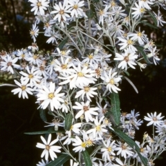 Olearia phlogopappa subsp. continentalis (Alpine Daisy Bush) at Coolangubra State Forest - 25 Nov 1997 by BettyDonWood