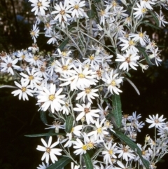 Olearia phlogopappa subsp. continentalis (Alpine Daisy Bush) at Coolangubra State Forest - 26 Nov 1997 by BettyDonWood