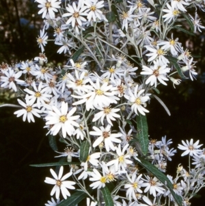 Olearia phlogopappa subsp. continentalis at Coolangubra State Forest - 26 Nov 1997