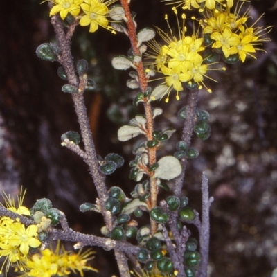 Phebalium squamulosum subsp. ozothamnoides (Alpine Phebalium, Scaly Phebalium) at Bombala, NSW - 9 Oct 1999 by BettyDonWood