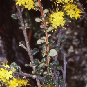 Phebalium squamulosum subsp. ozothamnoides at Bombala, NSW - 9 Oct 1999