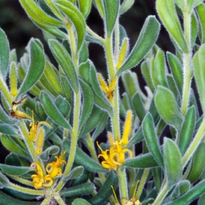 Persoonia rigida (Hairy Geebung) at Bombala, NSW - 30 Dec 1999 by BettyDonWood
