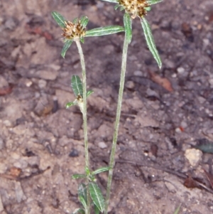 Euchiton involucratus at Bombala, NSW - 5 Feb 1999 12:00 AM